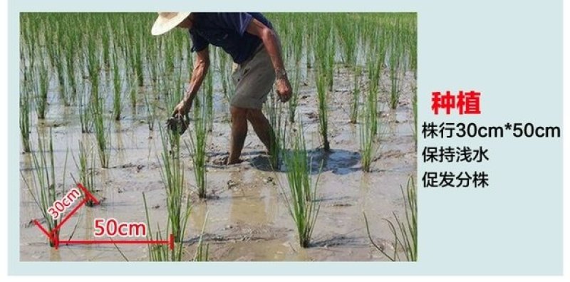 荔浦马蹄荸荠苗农科院培育无病高产优质种苗