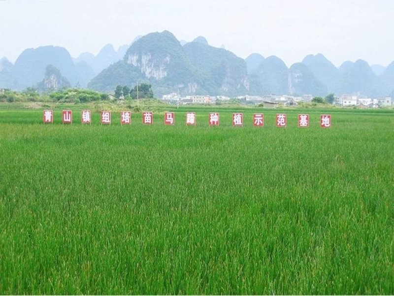 荔浦马蹄荸荠苗农科院培育无病高产优质种苗