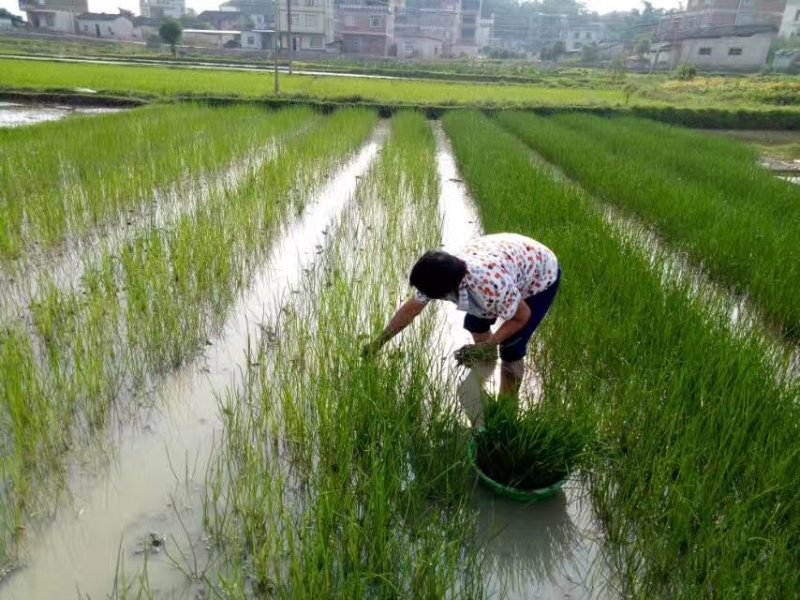 荔浦马蹄荸荠苗农科院培育无病高产优质种苗