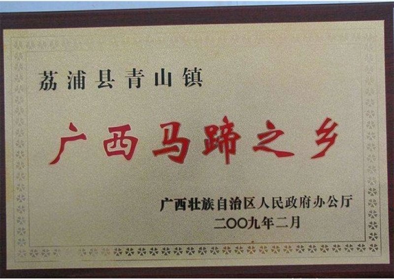 荔浦马蹄荸荠苗农科院培育无病高产优质种苗