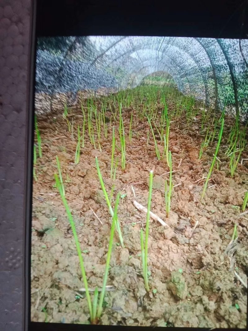 荔浦马蹄荸荠苗农科院培育无病高产优质种苗