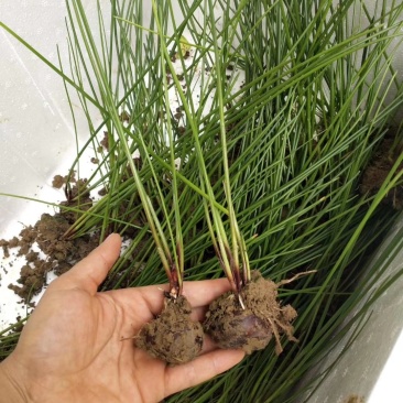 荔浦马蹄荸荠苗农科院培育无病高产优质种苗