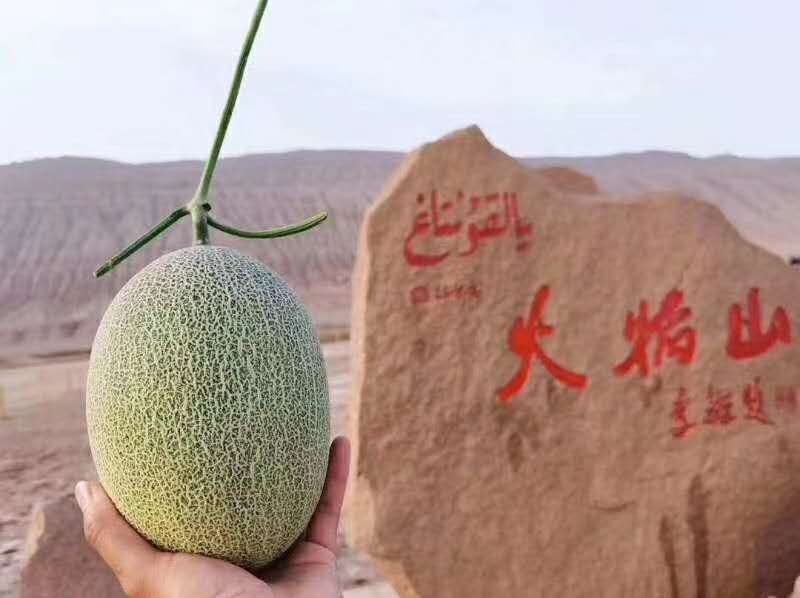 【热卖】电商一件代发新疆哈密瓜新鲜西周蜜大棚瓜抢鲜上市