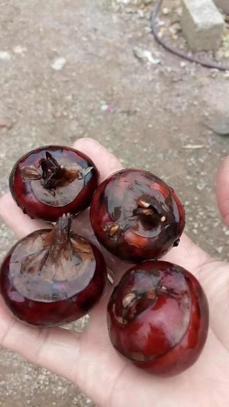 荔浦马蹄荸荠苗农科院培育无病高产优质种苗