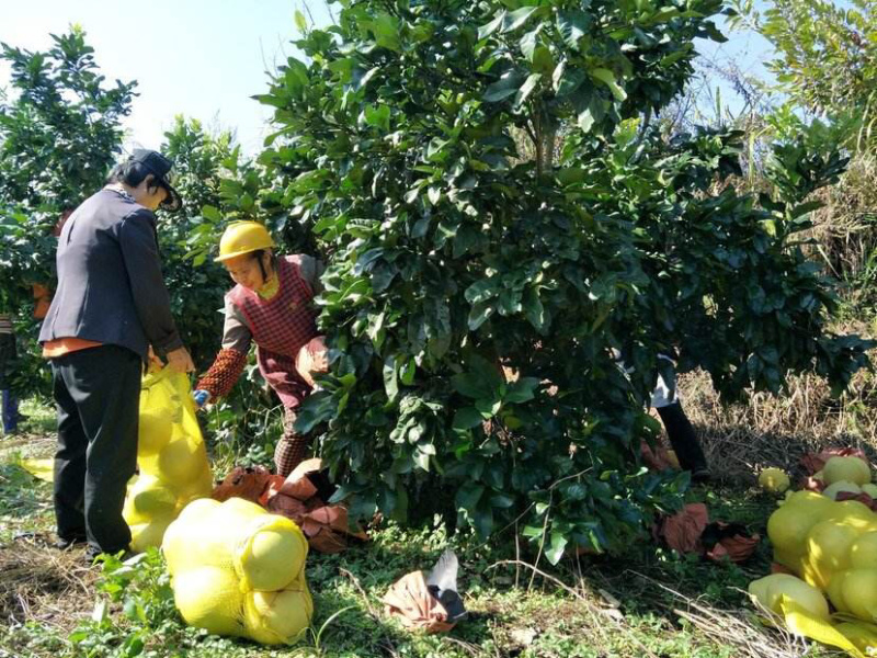 平和红心蜜柚产地代办电商一件代发社区落地配