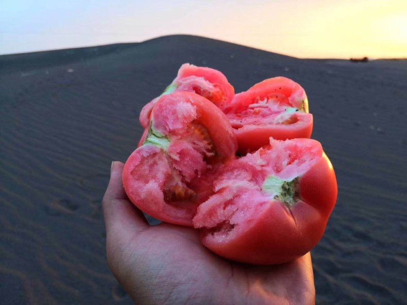 包邮普罗旺斯西红柿纯口味正酸甜口感长期供应
