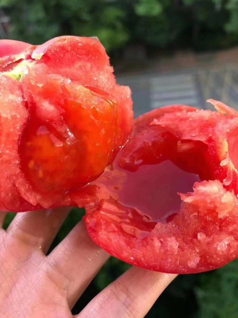 包邮普罗旺斯西红柿纯口味正酸甜口感长期供应