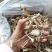 鹿茸菇干品各个等级