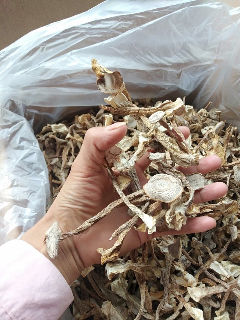 鹿茸菇干品各个等级