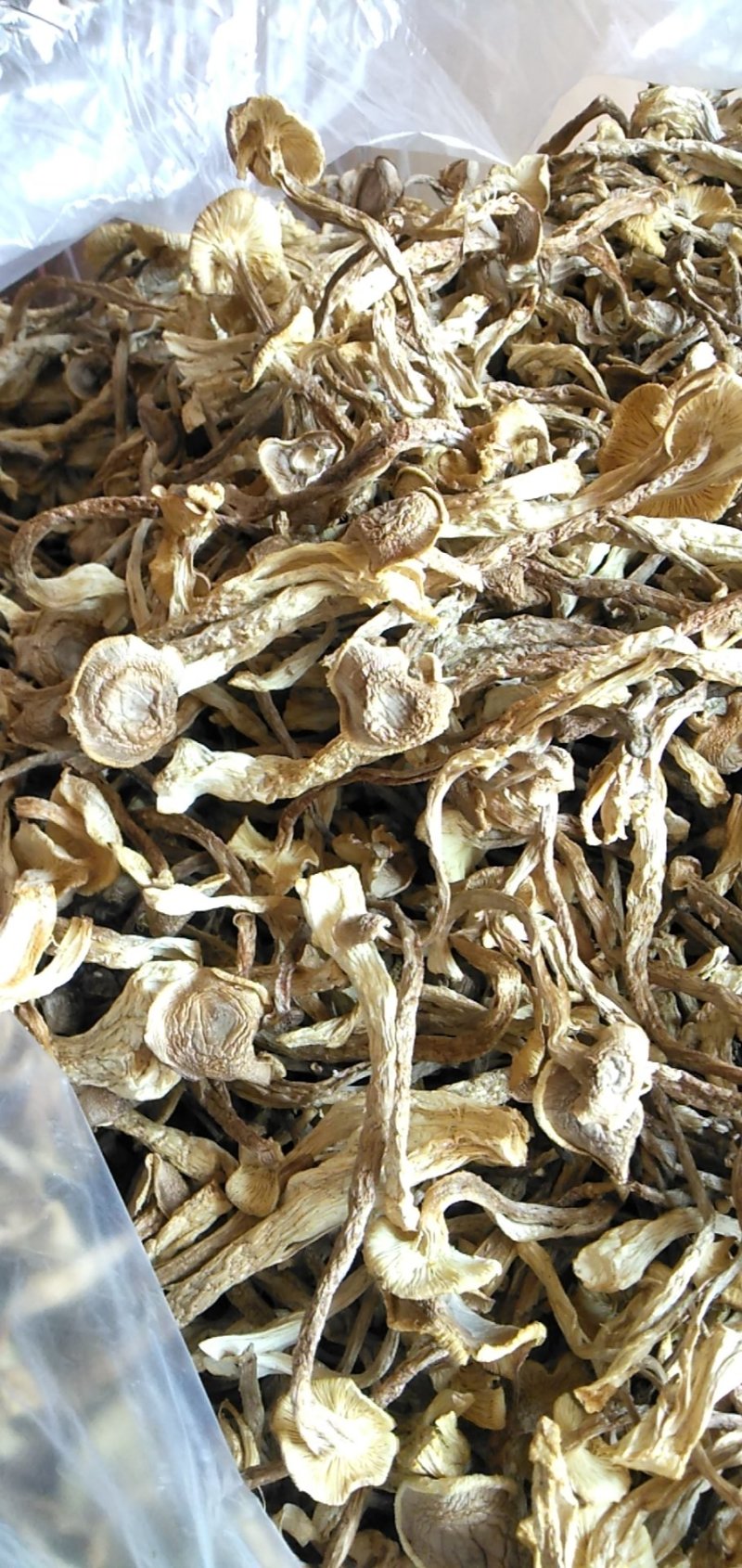 鹿茸菇干品各个等级