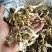 鹿茸菇干品各个等级