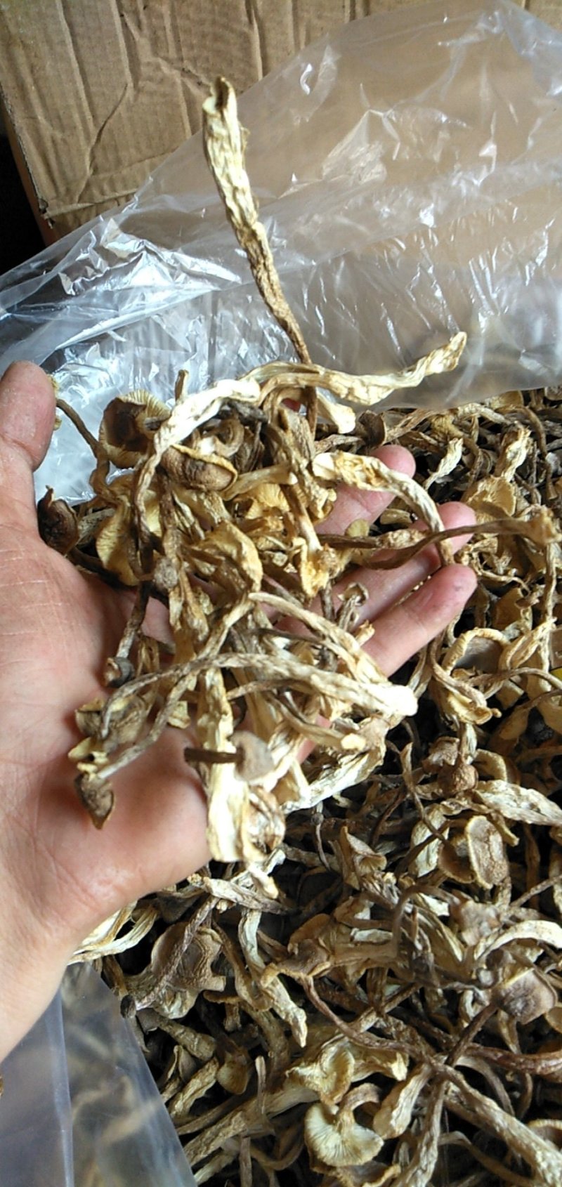 鹿茸菇干品各个等级