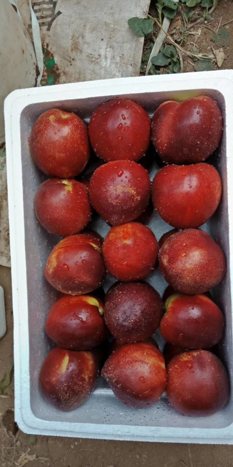 青州大油桃