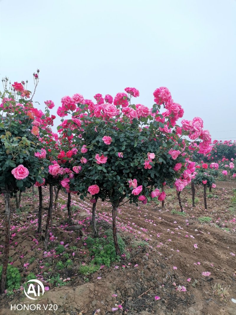 基地直供2至10公分树状月季，树桩月季，古桩月季，量大