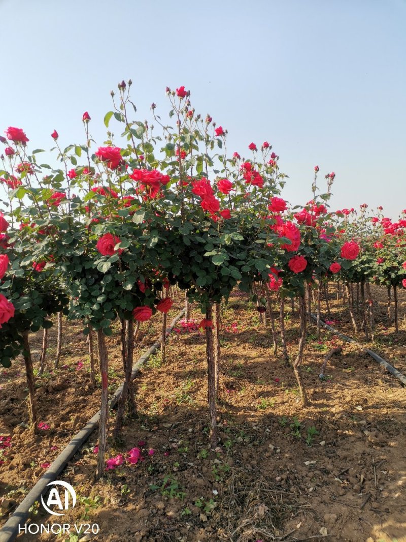 基地直供2至10公分树状月季，树桩月季，古桩月季，量大