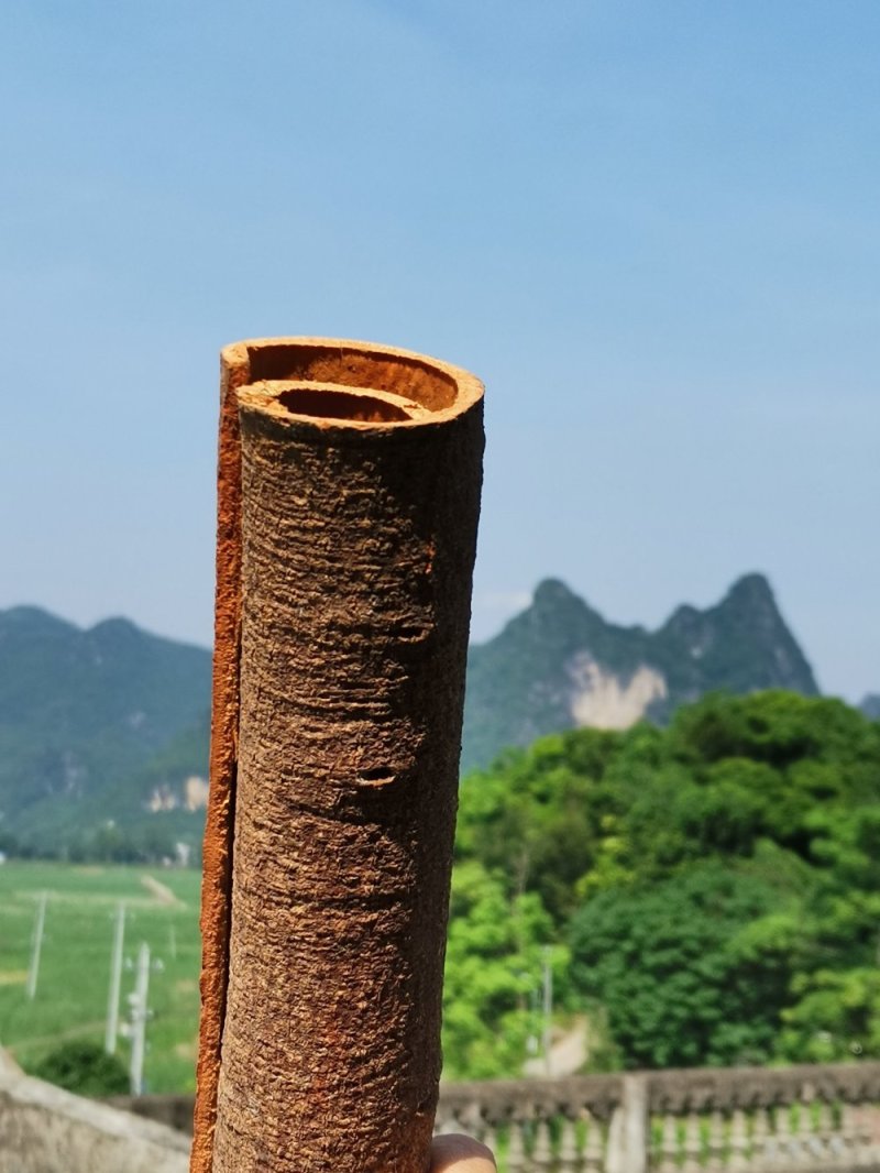 广西产地桂皮肉桂2026年新晒干香料包邮