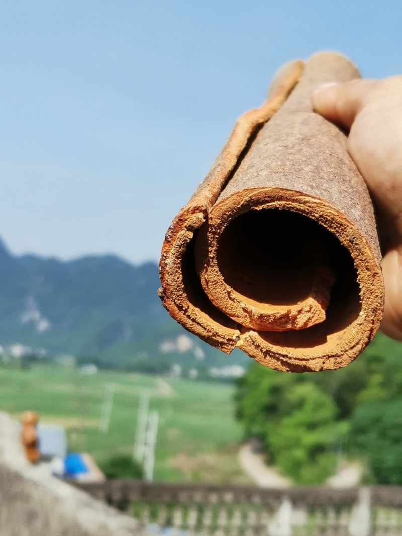广西产地桂皮肉桂2026年新晒干香料包邮