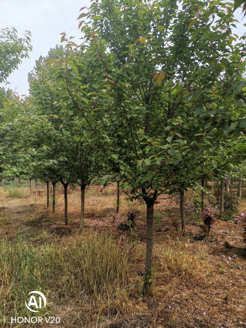 基地直供3—12公分规格晚樱，树形好，分支点统一，一手货