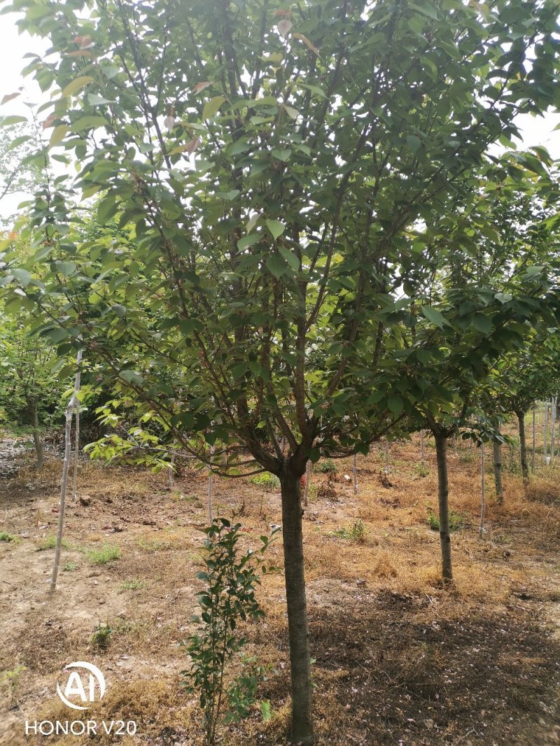 基地直供3—12公分规格晚樱，树形好，分支点统一，一手货