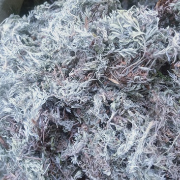 棉茵陈全新货野生产地陕西直销