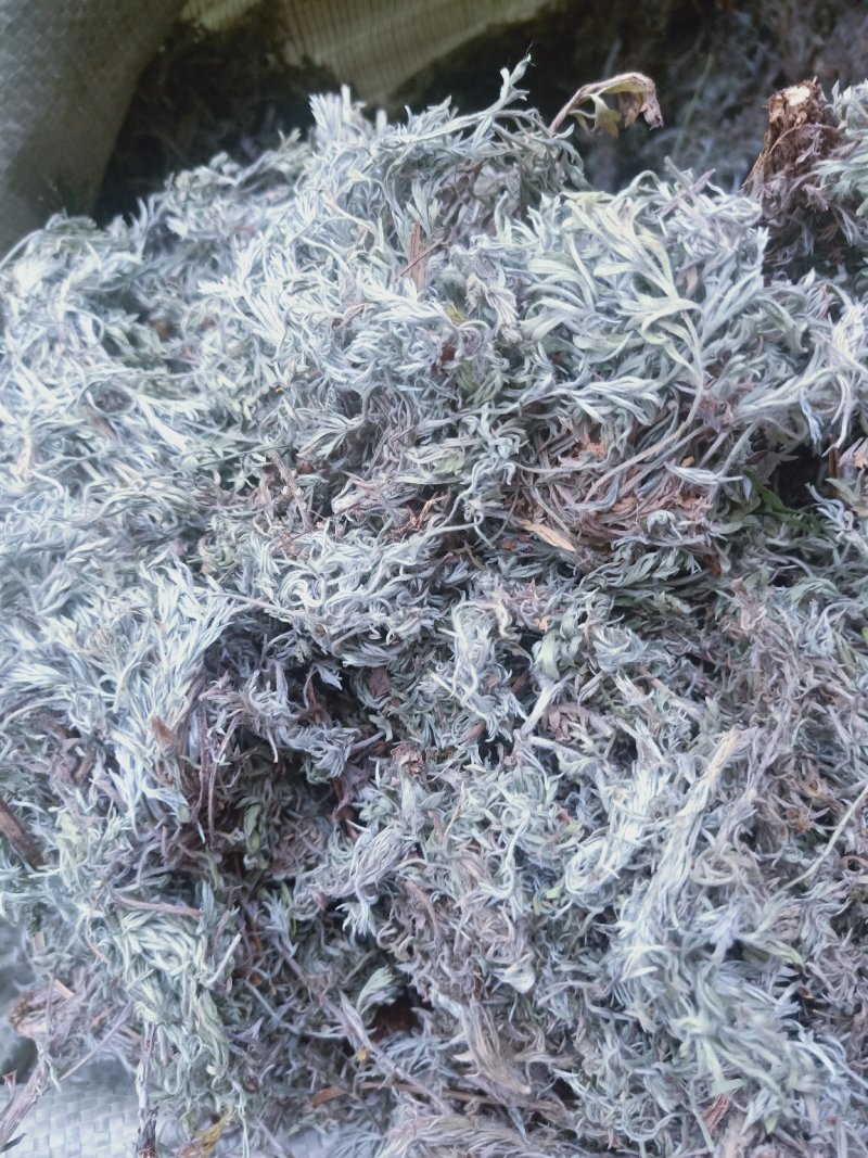 棉茵陈全新货野生产地陕西直销