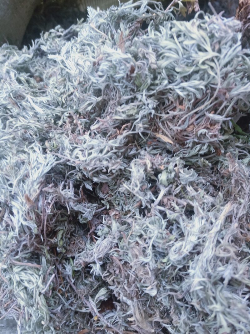 棉茵陈全新货野生产地陕西直销