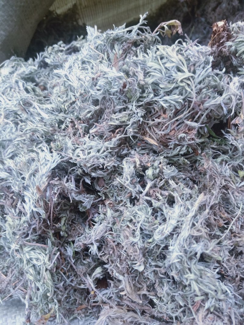 棉茵陈全新货野生产地陕西直销