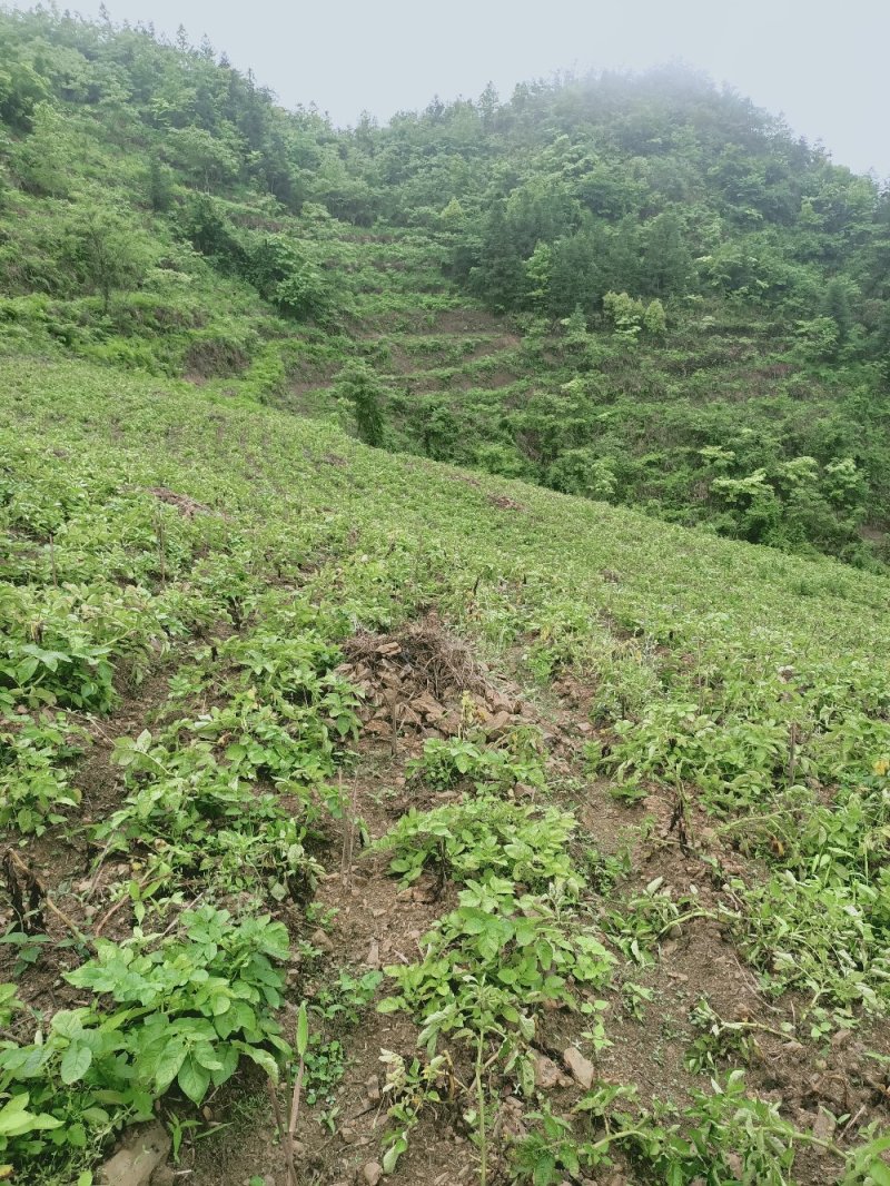 2020新货恩施小土豆马尔科富硒土豆