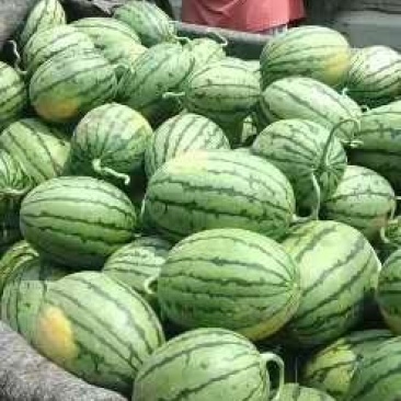 早春红玉瓜，鲜瓜保熟保甜，原产地，货源充足，全国整车代发