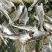 东海现捕现晒，去头去内脏天然生晒微咸梅鱼干。