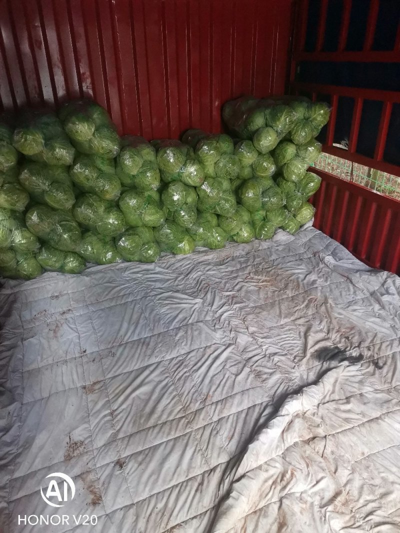 基地一手货源精品新绿甘蓝