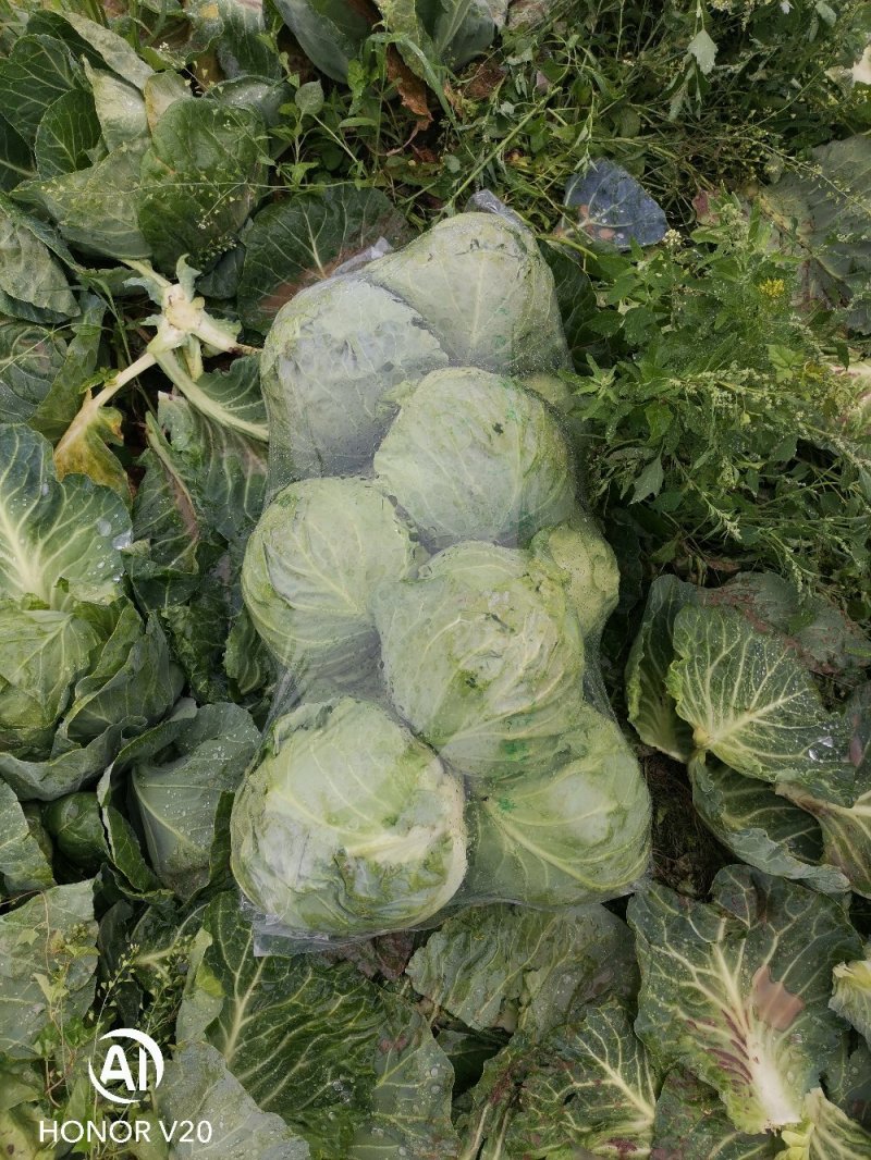 基地一手货源精品新绿甘蓝