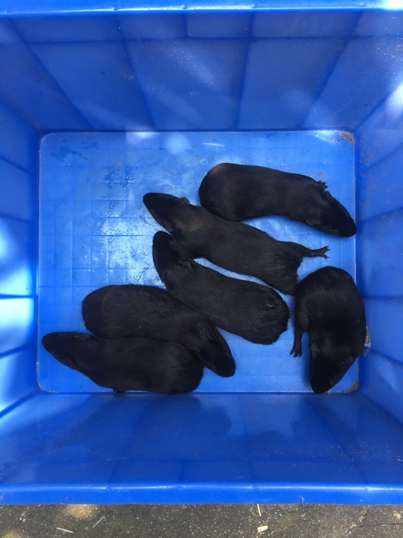 黑豚苗繁殖种苗彩豚荷兰猪宠物豚食草动物允许养殖