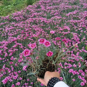 彩虹石竹双色盆苗