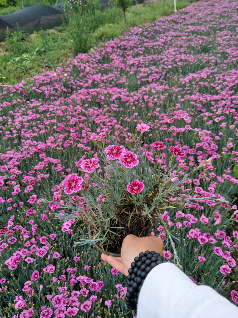 彩虹石竹双色盆苗