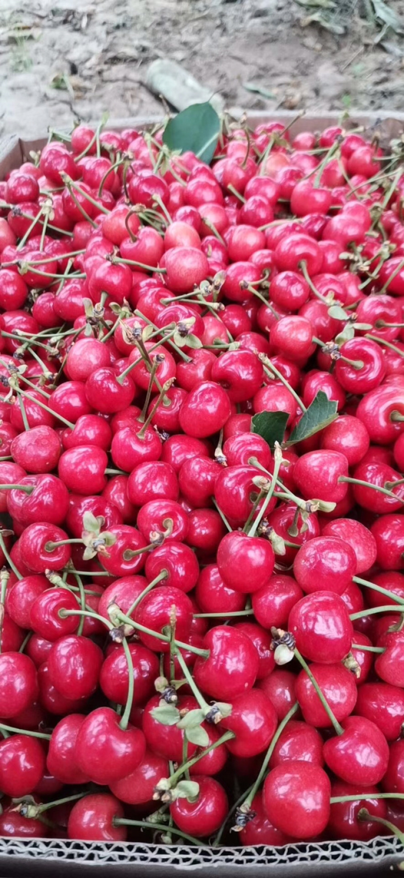 樱桃🍒