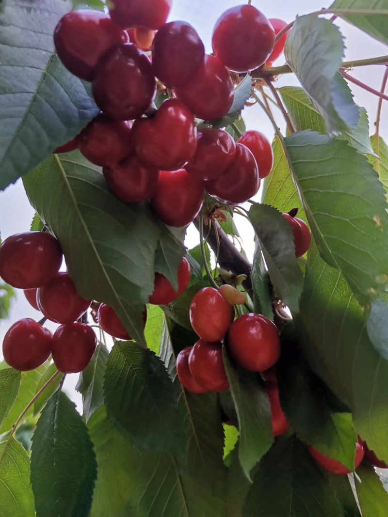 樱桃🍒