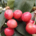 樱桃🍒
