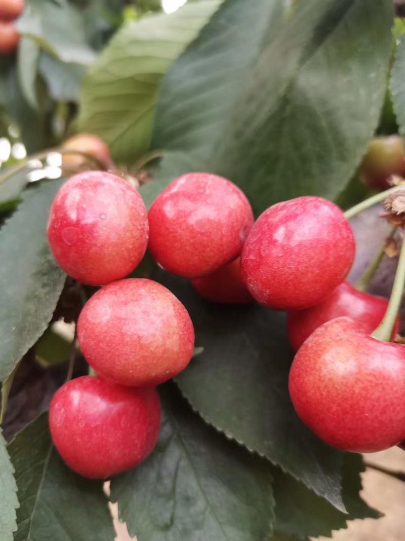 樱桃🍒