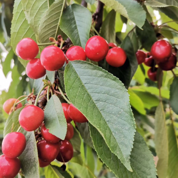 樱桃🍒