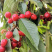 樱桃🍒