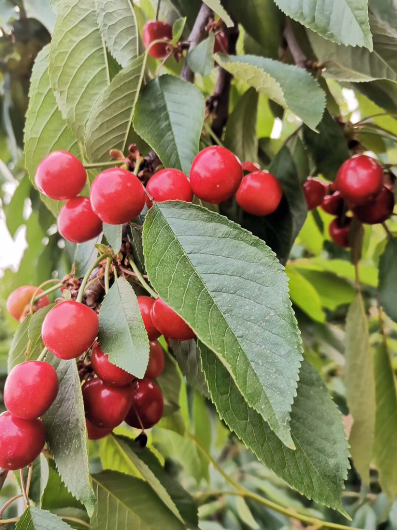樱桃🍒