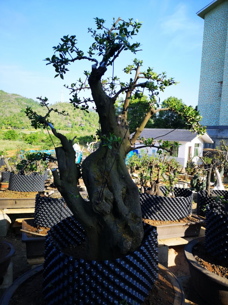 五年熟桩，适合你的庭院花园种植，提升你的环境品味，
