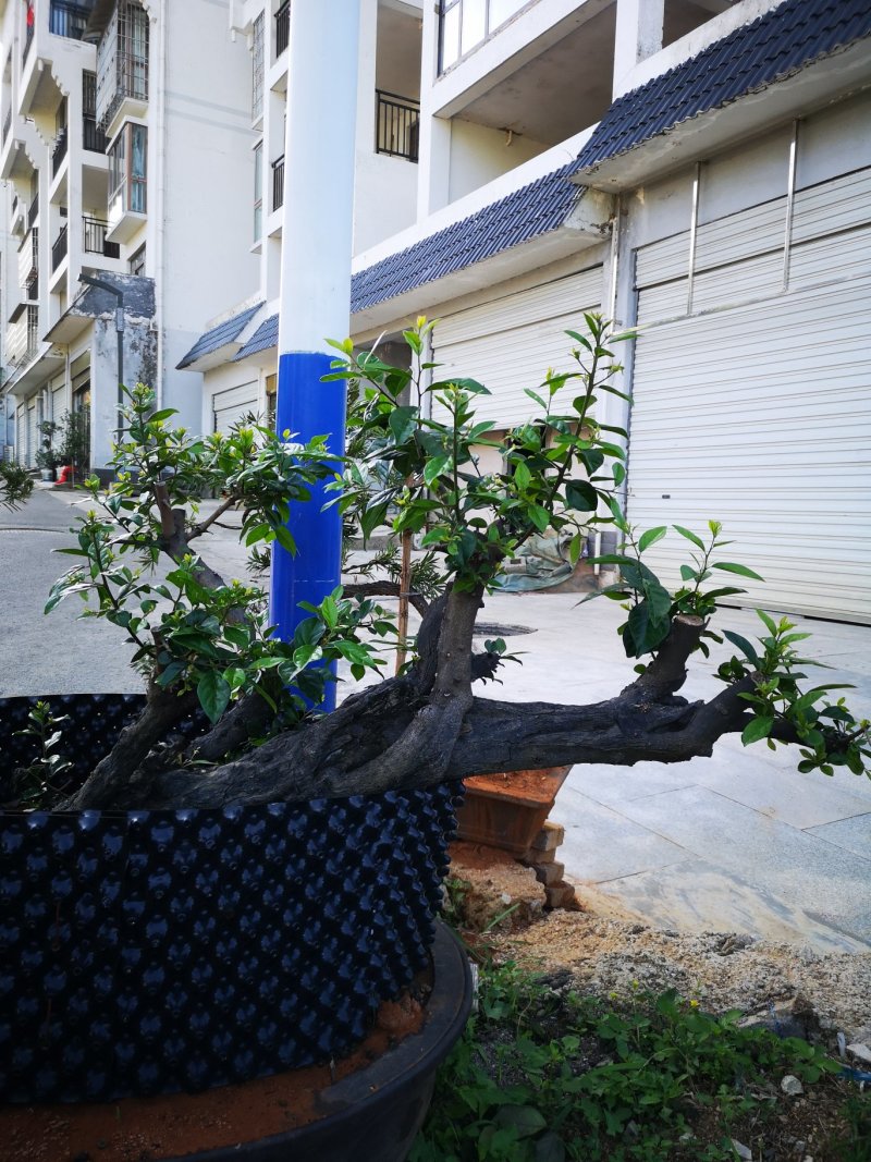 五年熟桩，适合你的庭院花园种植，提升你的环境品味，