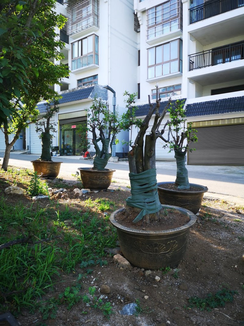 五年熟桩，适合你的庭院花园种植，提升你的环境品味，