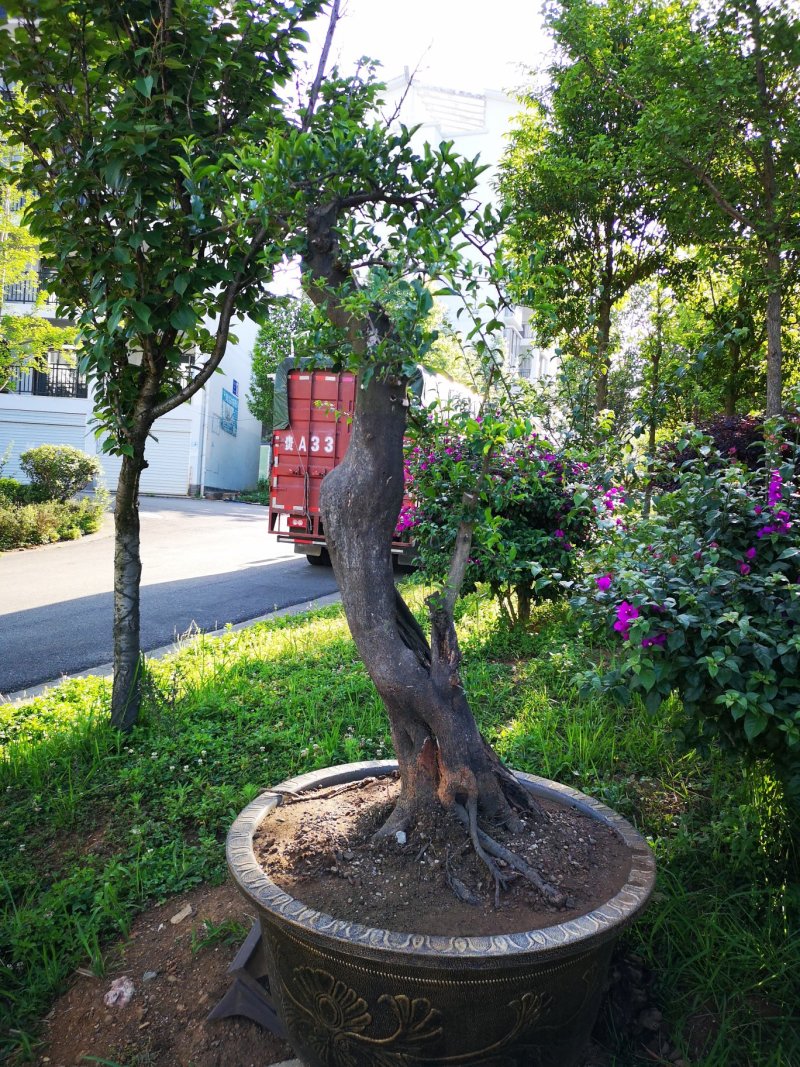 五年熟桩，适合你的庭院花园种植，提升你的环境品味，