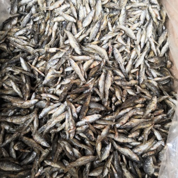 精品麦穗鱼