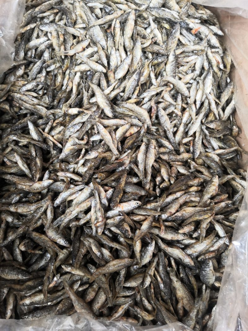 精品麦穗鱼