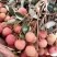 广东省高州市荔枝产地