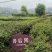 2020年海拔1346米高山绿茶浓香型基地直销